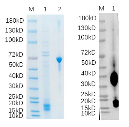 Reducing 12% SDS-PAGE and WB analysis profile of purified IL31<br />1. IL31<br />2. BSA